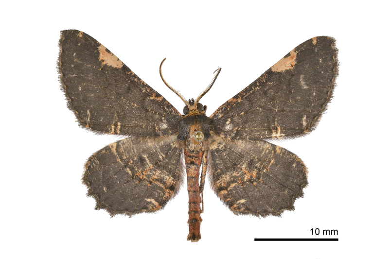 Abaciscus costimacula Male
